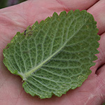 Mentha villosa - Hain-Minze