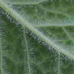 Mentha villosa - Hain-Minze