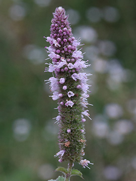 Mentha villosa - Hain-Minze