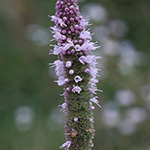 Mentha villosa - Hain-Minze