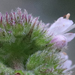 Mentha villosa - Hain-Minze