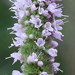 Mentha villosa - Hain-Minze