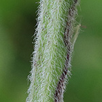 Mentha villosa - Hain-Minze
