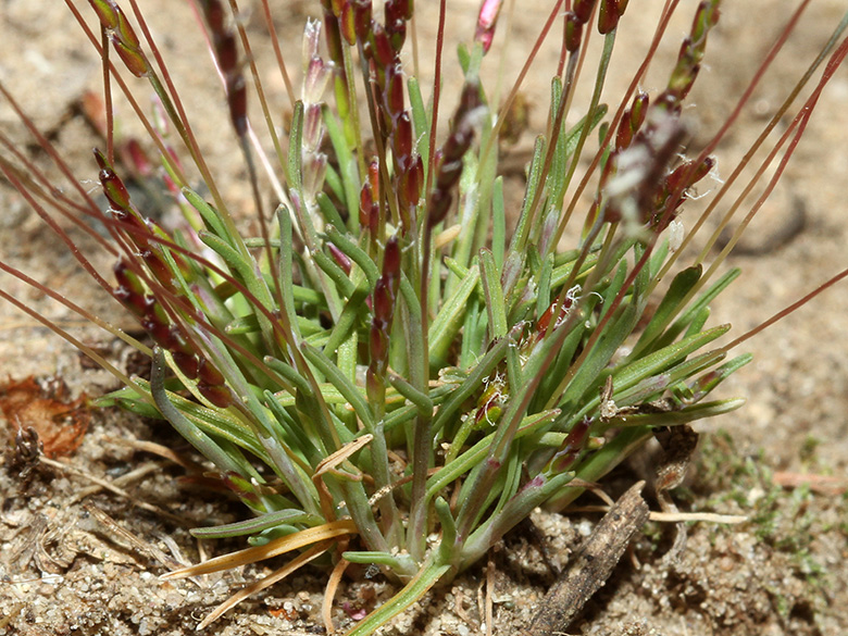 Mibora minima