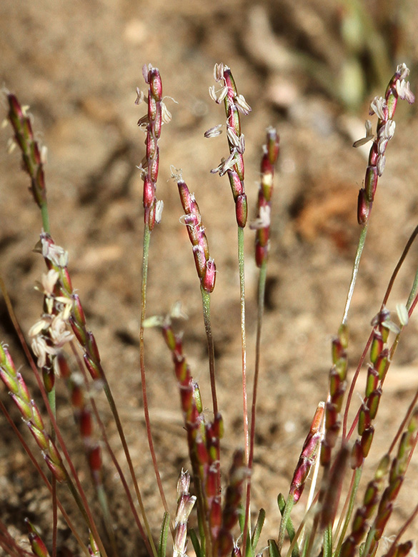 Mibora minima