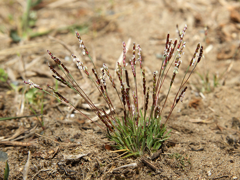 Mibora minima