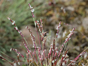 Mibora minima