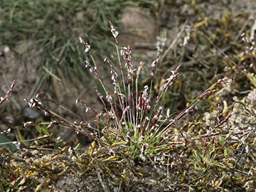 Mibora minima