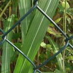 Miscanthus giganteus