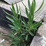 Nerium oleander - Oleander