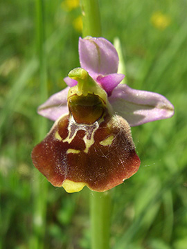 Ophrys holoserica