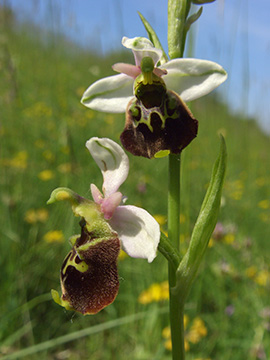 Ophrys holoserica