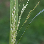 Panicum dichotomiflorum - Gabelästige Hirse