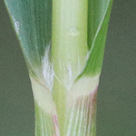 Panicum dichotomiflorum - Gabelästige Hirse