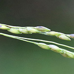 Panicum dichotomiflorum - Gabelästige Hirse