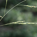 Panicum dichotomiflorum - Gabelästige Hirse