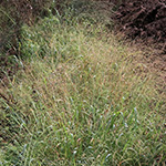 Panicum dichotomiflorum - Gabelästige Hirse
