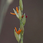 Panicum dichotomiflorum - Gabelästige Hirse