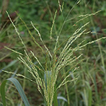 Panicum dichotomiflorum - Gabelästige Hirse