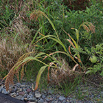 Panicum miliaceum - Rispen-Hirse