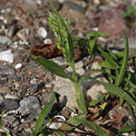 Panicum miliaceum - Rispen-Hirse