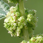 Parietaria officinalis - Aufrechtes Glaskraut