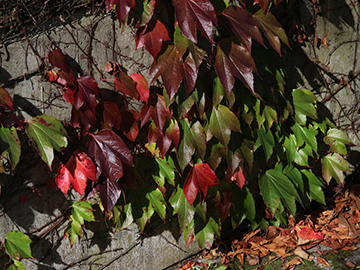 Parthenocissus tricuspidata