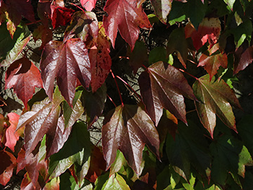 Parthenocissus tricuspidata