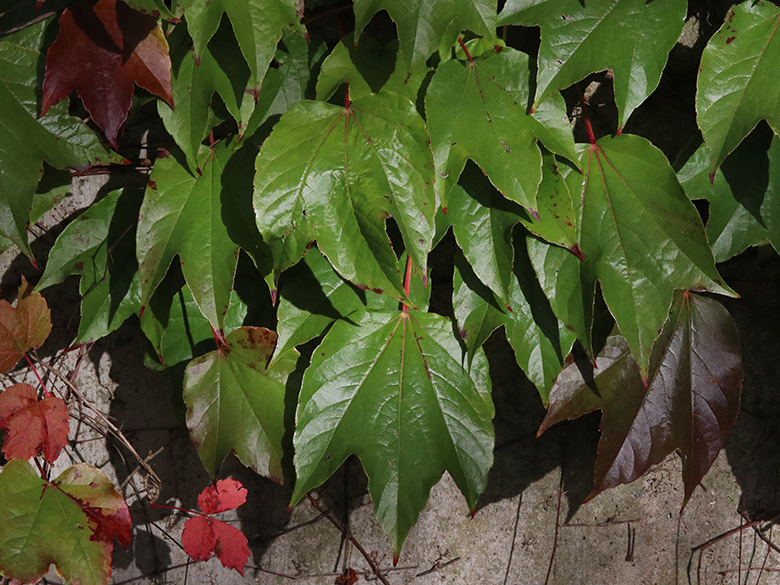 Parthenocissus tricuspidata