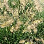 Pennisetum alopecuroides - Japanisches Lampenputzergras