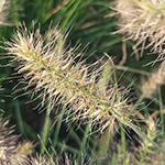 Pennisetum alopecuroides - Japanisches Lampenputzergras