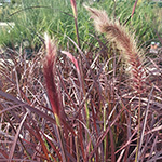 Pennisetum setaceum - Rotes Lampenputzergras
