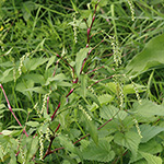 Persicaria hydropiper - Wasserpfeffer