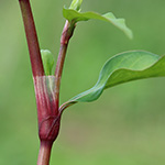 Persicaria hydropiper - Wasserpfeffer