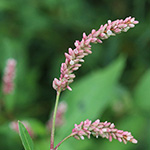Persicaria lapathifolia subsp. lapathifolia - Gewöhnlicher Ampfer-Knöterich