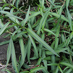 Persicaria minor - Kleiner Knöterich