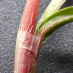 Persicaria minor - Kleiner Knöterich