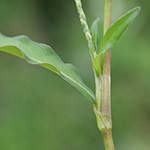 Persicaria mitis - Milder Knöterich