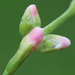 Persicaria mitis - Milder Knöterich
