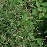 Persicaria mitis - Milder Knöterich