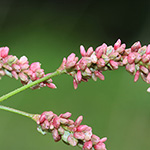 Persicaria pensylvanica - Pennsilvanischer Knöterich