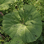 Petasites hybridus - Gewöhnliche Pestwurz