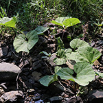 Petasites hybridus - Gewöhnliche Pestwurz