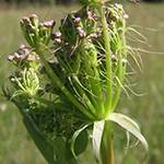 Peucedanum cervaria - Echte Hirschwurz