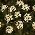 Peucedanum cervaria - Echte Hirschwurz