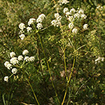 Peucedanum cervaria - Echte Hirschwurz
