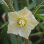 Physalis alkekengi var. franchetii - Franchets Lampionblume