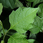 Physalis alkekengi var. franchetii - Franchets Lampionblume