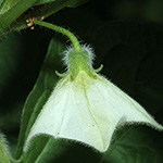 Physalis alkekengi var. franchetii - Franchets Lampionblume