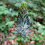 Phyteuma spicatum - Ährige Teufelskralle